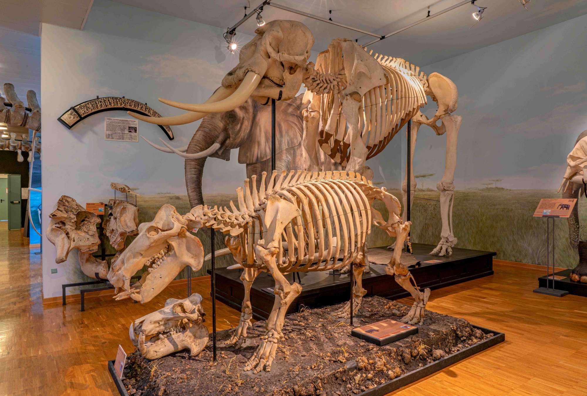 Civico Museo di Storia Naturale